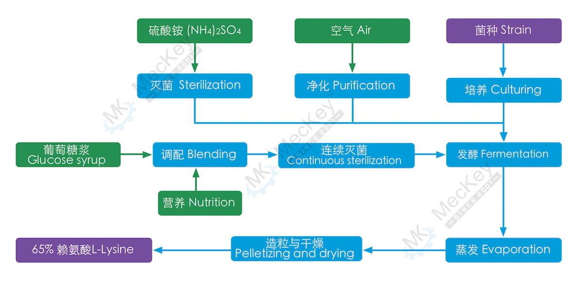 65% L-Lysine process description